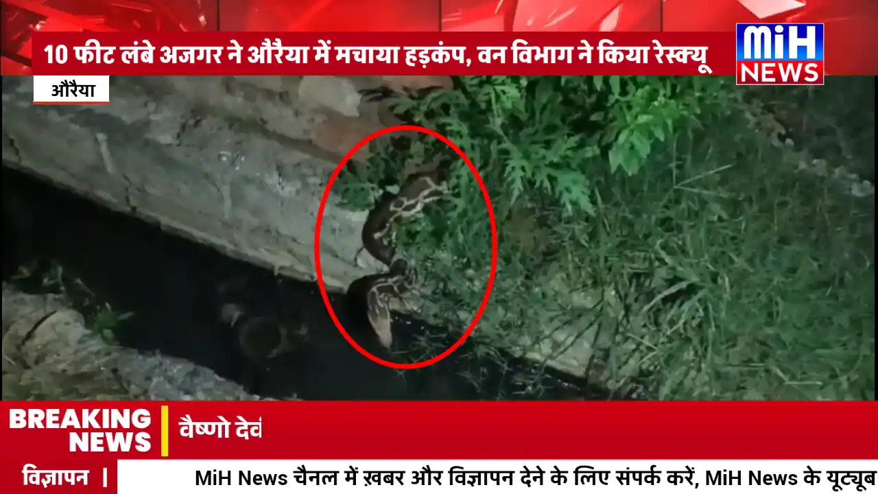 Auraiya News: अजगर देख इलाके में मची दहशत, वन विभाग टीम ने किया रेस्क्यू 6 1003620986