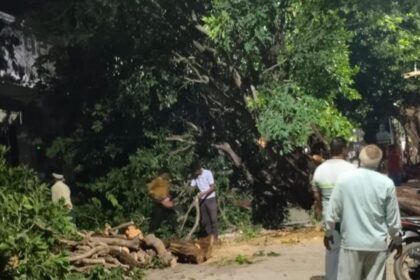 औरैया : पेड़ गिरने से बिजली-आवागमन ठप, वन विभाग ने पेड़ हटाकर आवागमन कराया बहाल