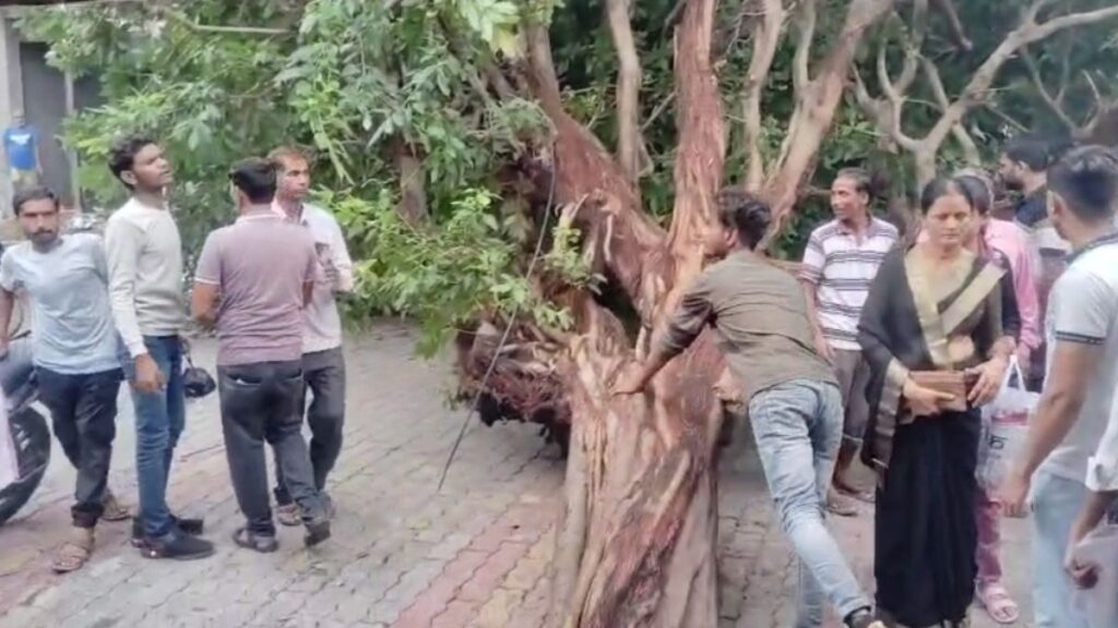 औरैया : पेड़ गिरने से बिजली-आवागमन ठप, वन विभाग ने पेड़ हटाकर आवागमन कराया बहाल 2 औरैया : पेड़ गिरने से बिजली-आवागमन ठप, वन विभाग ने पेड़ हटाकर आवागमन कराया बहाल
